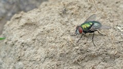 Nature fly Animals insects flying insects entomology