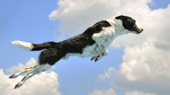 Nature fly Dogs border collies