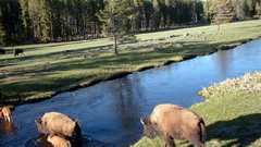 Nature forest buffalo rivers