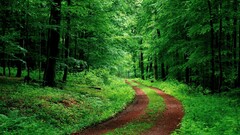 nature forest path foliage Green dirt road Plants