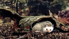 Nature forests Animals outdoors