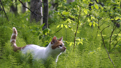 Nature forests cats Animals