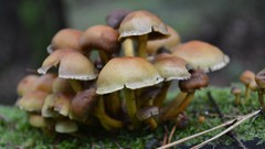 Nature forests mushrooms tree