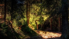Nature forests paths sunlight
