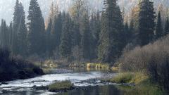 Nature forests rivers