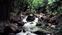 Nature forests rocks streams
