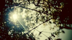 Nature forests sunlight sun