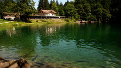 Nature forests switzerland