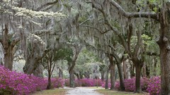 Nature forests the path