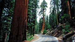 Nature forests USA roads