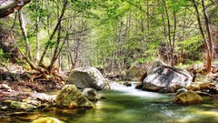 Nature forests woods streams