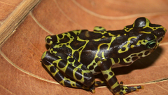 Nature Frogs amphibians poison