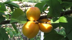 Nature fruits apricots