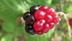 Nature fruits blackberries
