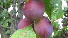 Nature fruits fruit trees