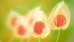 Nature fruits Plants husk