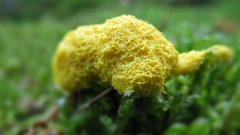 Nature fungus multicolor