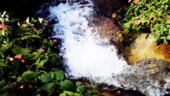 Nature Garden Brazil Torrent rivers forests