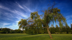 Nature Garden meadows