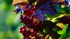 Nature grapes