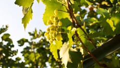 Nature grapes fruit trees
