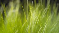 Nature grass