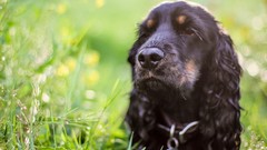 Nature grass Animals Dogs bokeh cocker spaniel