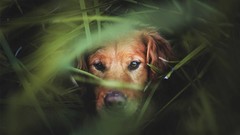 Nature grass Animals Dogs pets domestic dog