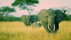 Nature grass Animals elephants tall grass