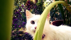 Nature grass Animals Green cats Greece kite kittie