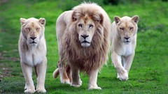 Nature grass Animals Lions bushes outdoors savanna albino 