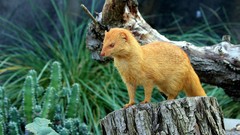 Nature grass Animals orange logs red eyes golden rodent ferret 