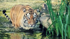 Nature grass Animals water Tigers whiskers swamps animal ears 