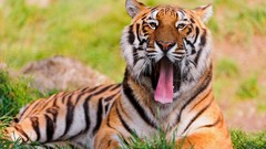 Nature grass Animals wild animals bengal tigers
