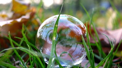 Nature grass bubbles