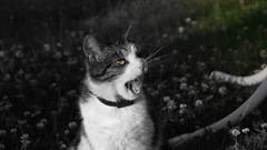 Nature grass cats Garden Language