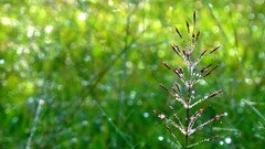 Nature grass dawn Green Plants waterdrops
