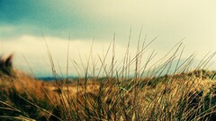 nature grass depth of field field lomography