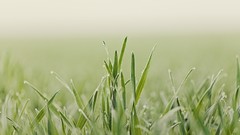 Nature grass drops dew dawn Green Plants flora waterdrops 