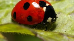 Nature grass Green insects ladybirds the leaf of grass