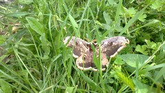 Nature grass lawn Butterflies