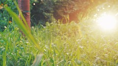 Nature grass Plants pasture bokeh sunlight flora sunbeams