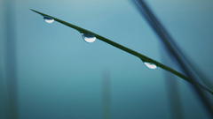 Nature grass Plants water