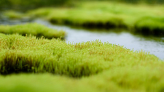 Nature grass tilt-shift