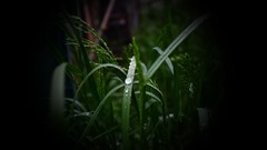 Nature grass water dark dew border morning
