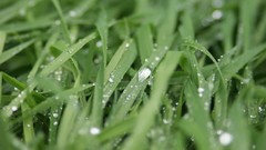 Nature grass waterdrops