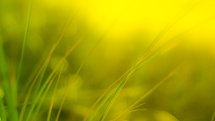 Nature grass yellow background 1920x1080 bent