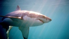 Nature great white shark)