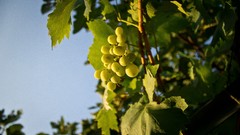 Nature Green grapes fruit trees