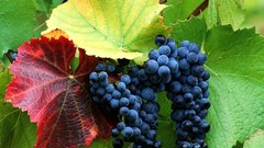 Nature Green grifith